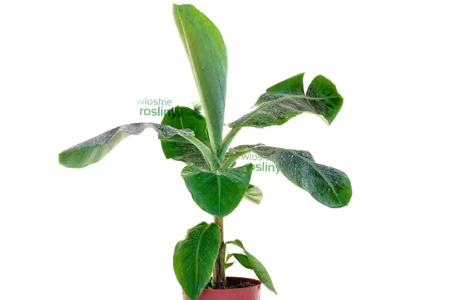 bananowiec musa acuminata dwarf cavendish duże drzewko