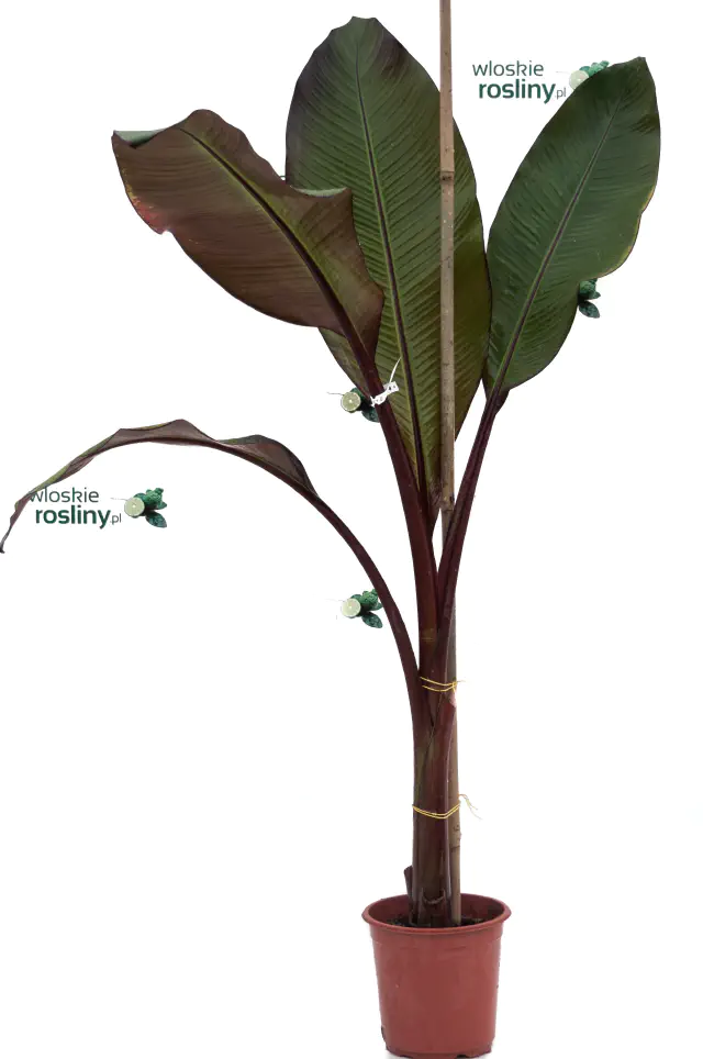 bananowiec ensete maurelii drzewo