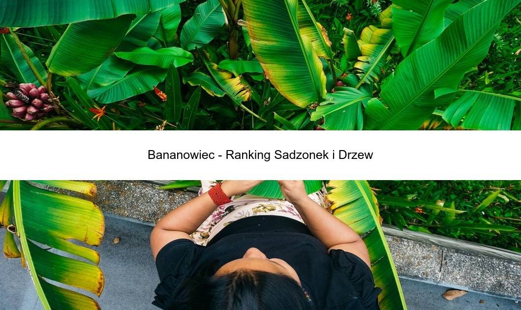 Bananowiec – Ranking Sadzonek i Drzew