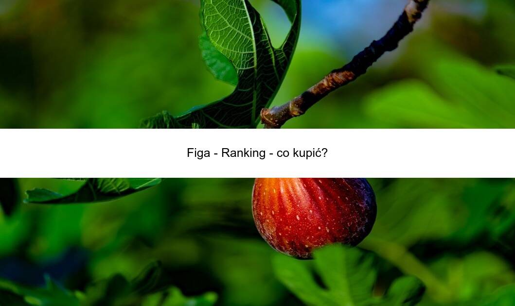 Figa – Ranking – co kupić?