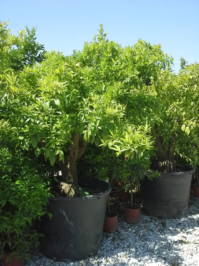 mandarynka deliciosa