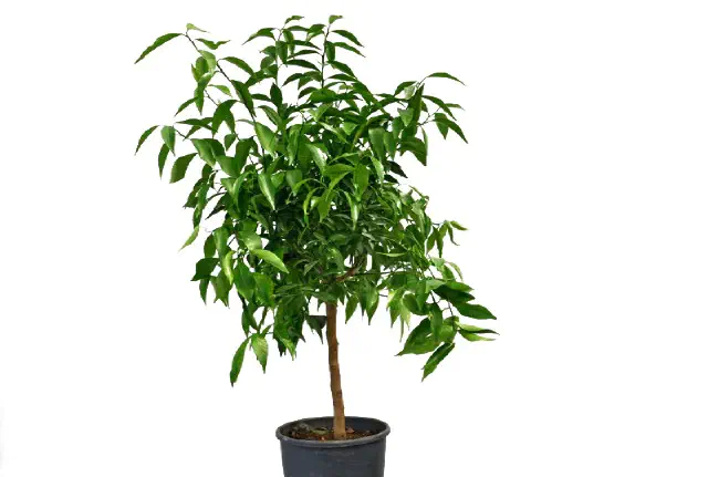 mandarynka deliciosa drzewko