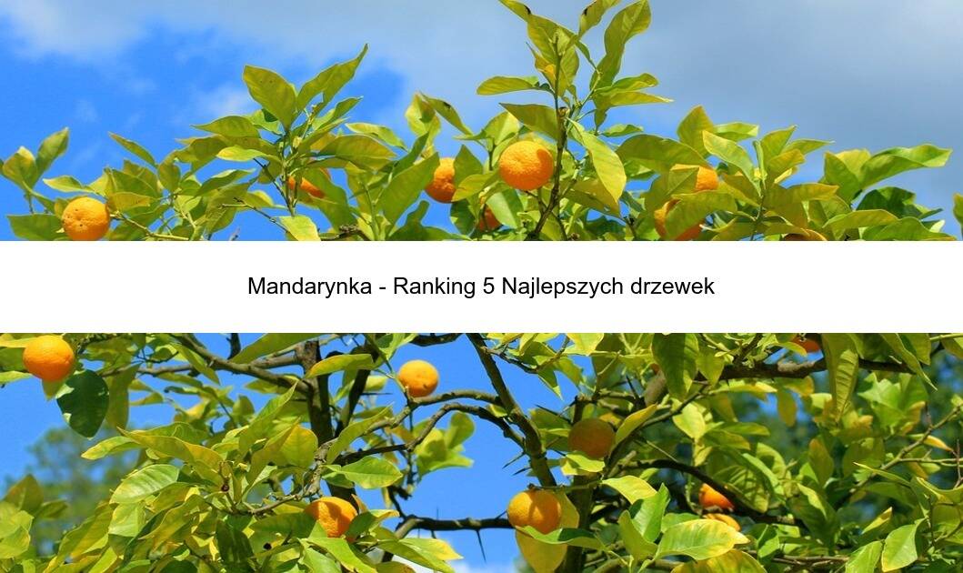 Mandarynka – Ranking 5 Najlepszych drzewek
