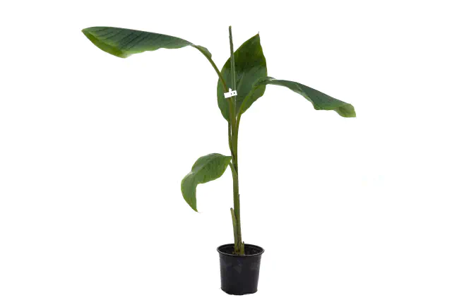 bananowiec musa velutina drzewko