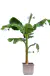 bananowiec musa acuminata dwarf cavendish duże drzewo
