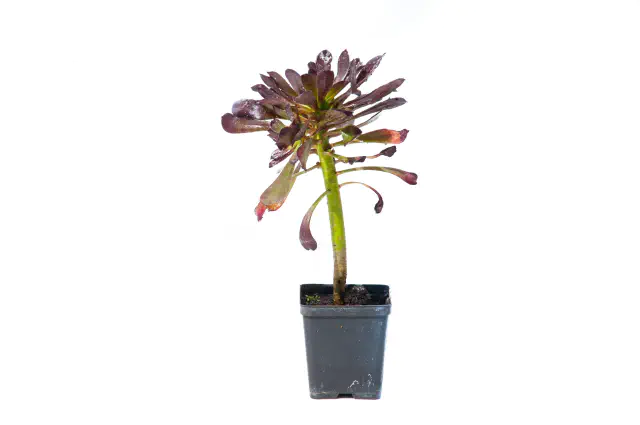 eonium drzewiaste sadzonka
