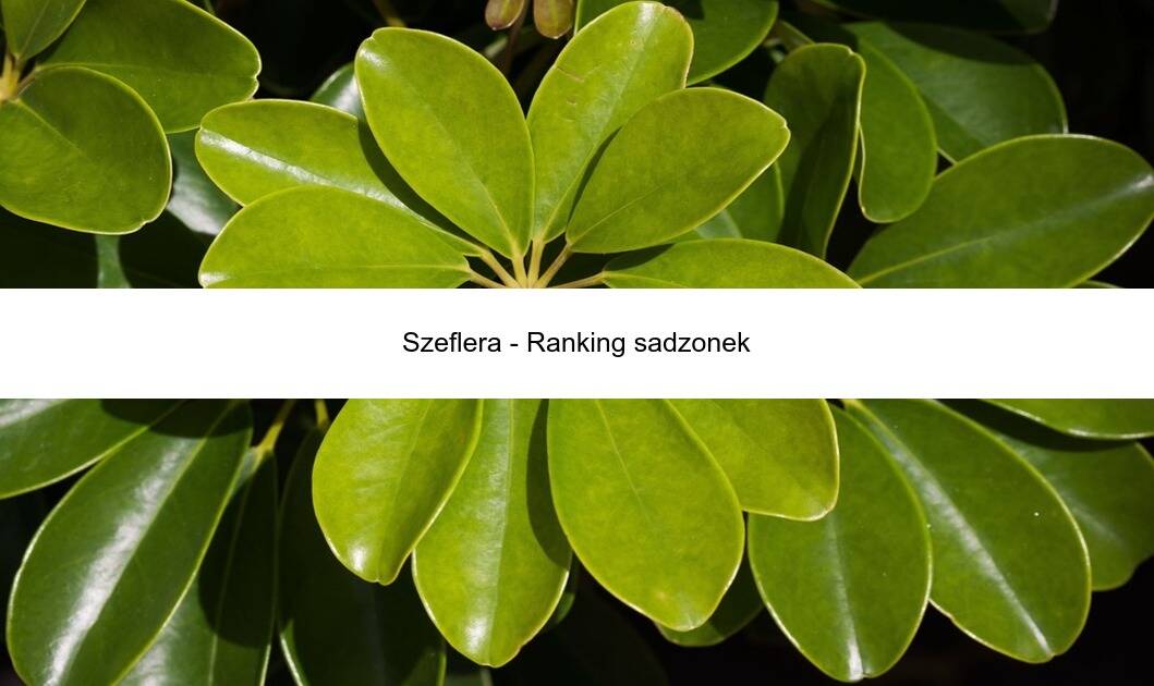 Szeflera – Ranking sadzonek